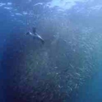 Dziki Ocean 3D Od piątku, 14 maja 2010 roku, w kinach Orange IMAX w Krakowie, Katowicach i Warszawie na gigantycznych ekranach, będzie można przeżyć prawdziwie dziką, podwodną przygodę. Do repertuaru kin Orange IMAX...