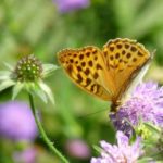 1271494_butterfly_-_kaisermantel[1]