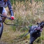 Bikejoring, czyli decydują siła w łapach i psychiczna więź