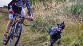 Bikejoring, czyli decydują siła w łapach i psychiczna więź