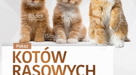 Kocie piękności po raz czwarty zawitają do Zielonych Arkad