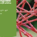 WARSZTATY RECYCLINGOWE – EKOWIKLINA, CZYLI WIKLINA Z PAPIERU