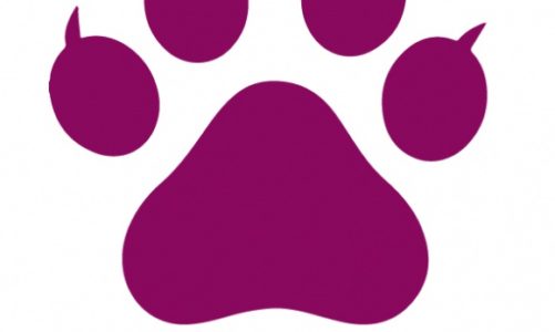 Catvertiser z automatyczną optymalizacją kampanii na Facebooku