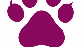 Catvertiser z automatyczną optymalizacją kampanii na Facebooku BIZNES, Media i PR - Pierwsza polska platforma do zarządzania i optymalizacji kampanii reklamowych na Facebooku ? Catvertiser ? została rozszerzona o reguły autooptymalizacyjne.