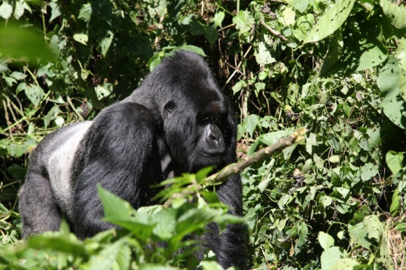 Bitwa o Wirungę Film, LIFESTYLE - Kulisy walki o bogactwa naturalne Parku Narodowego Wirunga w poniedziałek, 25 lipca, o godz. 22:00 na National Geographic Channel.