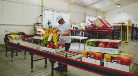 Take a Fruit inwestuje w innowacje BIZNES, Media i PR - Firma specjalizująca się w dystrybucji świeżych owoców i warzyw do firm oraz instytucji uruchomiła nowoczesną linię do konfekcjonowania produktów, skonstruowaną i wyprodukowaną przez radomską firmę SORTER.