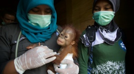 Ocalić orangutany Film, LIFESTYLE - Nat Geo Wild zaprasza w podróż do tropikalnego Borneo, gdzie biolog i fotograf Tim Laman, przyglądając się żyjącym na wolności orangutanom, szuka sposobów na ocalenie ich malejącej populacji.