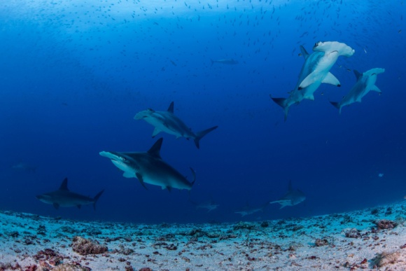 Sekrety podwodnego królestwa rekinów Film, LIFESTYLE - Badacze National Geographic wyruszają w podróż przez bajeczne Galapagos, by dotrzeć tam, gdzie do tej pory było niewielu.?Arcytrudna misja: dzikie Galapagos? - premiera w sobotę 25 lutego o godz. 18:00 na Nat Geo Wild.