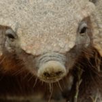 Podróż przez ?Dziką Argentynę? w czerwcu na antenie Nat Geo Wild