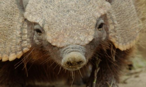 Podróż przez ?Dziką Argentynę? w czerwcu na antenie Nat Geo Wild