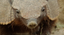 Podróż przez ?Dziką Argentynę? w czerwcu na antenie Nat Geo Wild Film, LIFESTYLE - ?Dzika Argentyna? ? premiery w niedziele od 4 czerwca o godz. 18:00 na Nat Geo Wild.