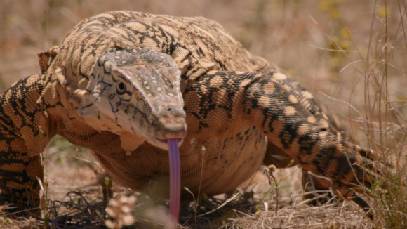 "Tydzień potwornickich" na Nat Geo Wild Film, LIFESTYLE - Nat Geo Wild zaprasza na spotkania z najgroźniejszymi drapieżcami na świecie.