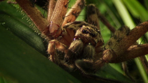 Nat Geo Wild prezentuje najgroźniejsze zwierzęta Australii Film, LIFESTYLE - Nat Geo Wild zaprasza na spotkania z najniebezpieczniejszymi zwierzętami, zamieszkującymi północne tereny Australii.