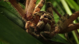 Nat Geo Wild prezentuje najgroźniejsze zwierzęta Australii
