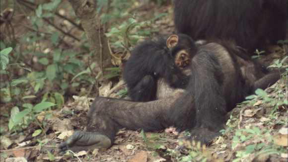 MISJA: CZŁOWIEKOWATE. CZY NASZYCH KREWNYCH CZEKA ZAGŁADA? Film, LIFESTYLE - Młoda biolog Holly Carroll wyrusza na Borneo, Sumatrę i do Afryki Środkowej, by wstrząsnąć sumieniem świata, pokazując zagrożonych zagładą naszych najbliższych krewnych w wśród zwierząt. To nie historia, to dzieje się dziś!
